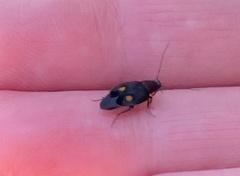 Euthyrrhapha pacifica