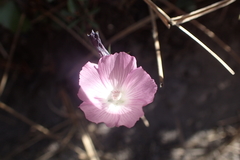 Sidalcea calycosa rhizomata