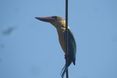 Pelargopsis capensis