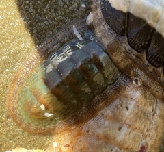 Ischnochiton australis