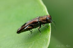 Agrilus
