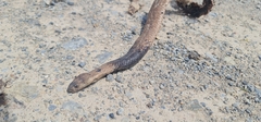 Pseudonaja aspidorhyncha