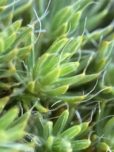 bristly haircap moss