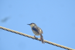 Prinia socialis