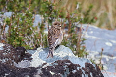 Linaria flavirostris