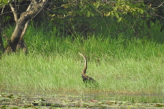 Anhinga melanogaster