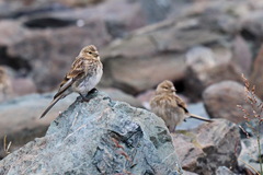 Linaria flavirostris