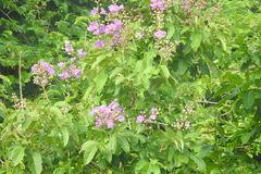 Lagerstroemia