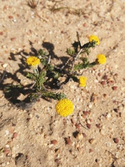 Athanasia pachycephala