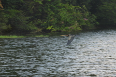 Anhinga melanogaster