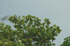 Dendrocitta leucogastra