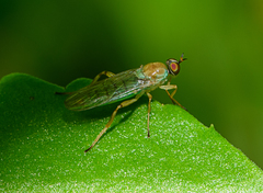 Australoberis refugians
