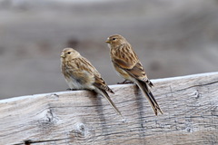 Linaria flavirostris