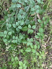 Rubus pinnatus