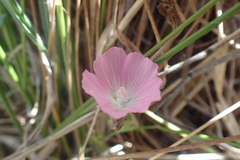 Sidalcea calycosa rhizomata