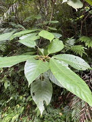 Saurauia tristyla