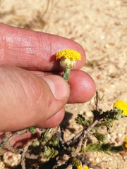 Athanasia pachycephala