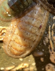 Ischnochiton cariosus