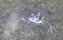 Euphlyctis cyanophlyctis