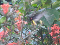 Troides minos