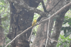 Iole indica