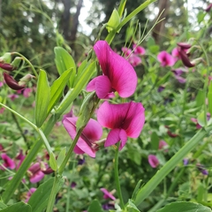 Lathyrus tingitanus