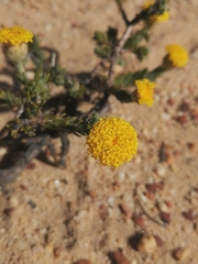 Athanasia pachycephala