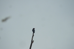 Eurystomus orientalis