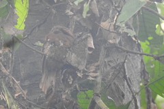 Batrachostomus moniliger