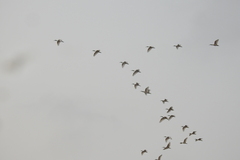 Threskiornis melanocephalus