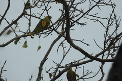 Treron phoenicopterus