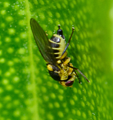 Liriomyza citreifemorata