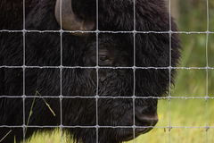 Bison bison athabascae