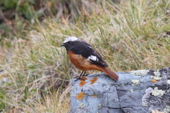 Phoenicurus erythrogastrus