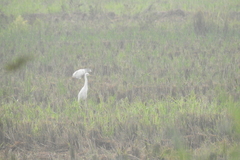 Ardea intermedia