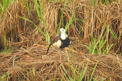 Hydrophasianus chirurgus