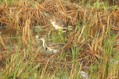 Hydrophasianus chirurgus