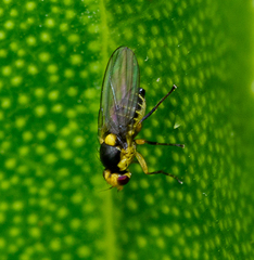 Liriomyza citreifemorata
