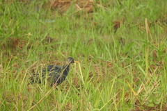 Gallicrex cinerea
