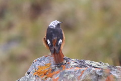 Phoenicurus erythrogastrus