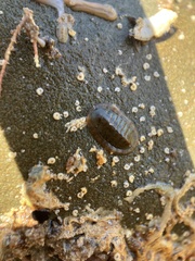 Ischnochiton australis