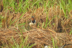 Rostratula benghalensis