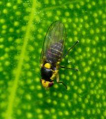 Liriomyza citreifemorata