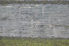 Nettapus coromandelianus