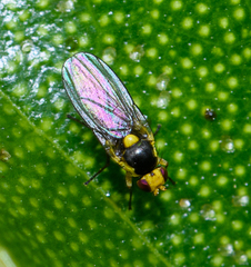 Liriomyza citreifemorata