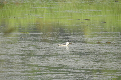 Nettapus coromandelianus