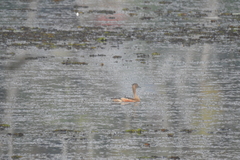 Dendrocygna javanica