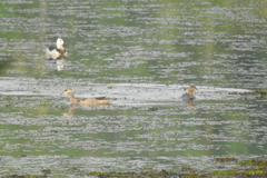 Nettapus coromandelianus