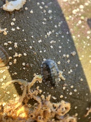 Ischnochiton smaragdinus