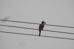 Pelargopsis capensis